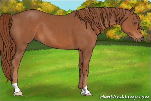Horse Color:Chestnut 