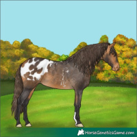 Horse Color:Buckskin Appaloosa 