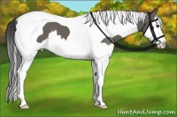 Horse Color:Grullo Splash Tobiano