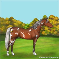 Horse Color:White Spotted Silver Bay 