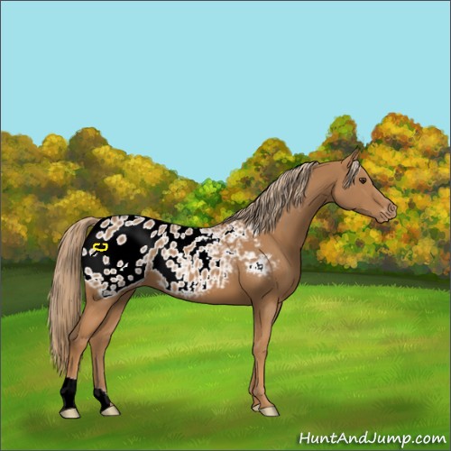 Horse Color:Chestnut Appaloosa 