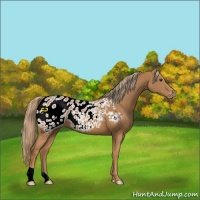 Horse Color:Chestnut Appaloosa 