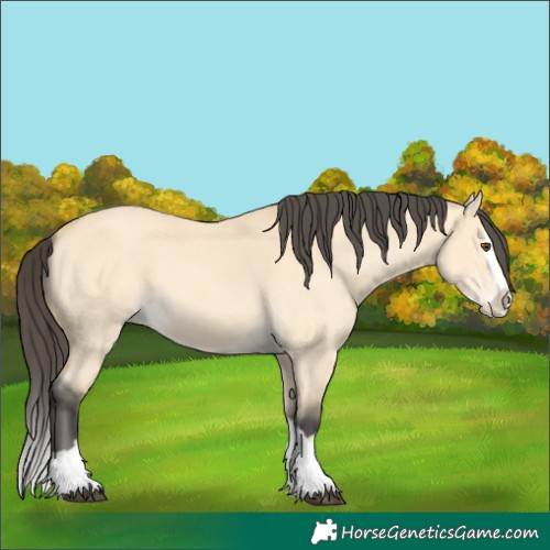 Horse Color:Buckskin Dun Splash