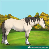 Horse Color:Buckskin Dun Splash 