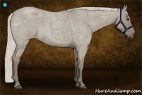 Horse Color:Silver Smoky Grullo Roan 