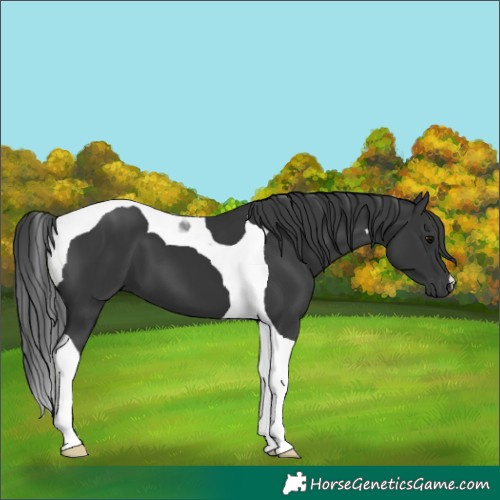 Horse Color:Black Tobiano 