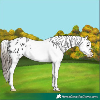 Horse Color:Black Sabino Appaloosa 
