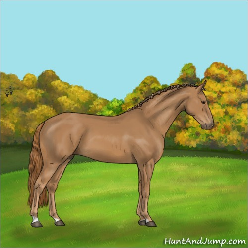 Horse Color:Chestnut 