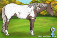 Horse Color:Silver Black Appaloosa 