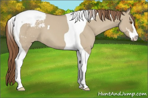 Horse Color:Classic Champagne Dun Sabino Tobiano Appaloosa 