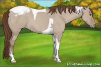 Horse Color:Classic Champagne Dun Tobiano Appaloosa 