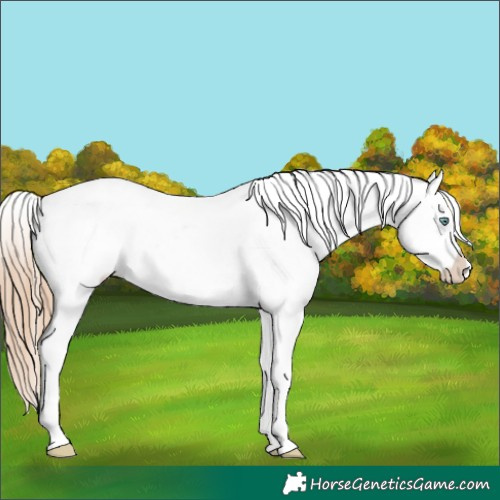Horse Color:Gold Champagne Pearl Appaloosa Rabicano  and Gold Champagne Pearl Appaloosa Rabicano 