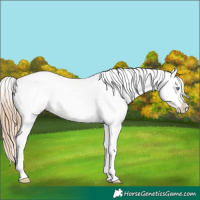 Horse Color:Gold Champagne Pearl Appaloosa Rabicano  and Gold Champagne Pearl Appaloosa Rabicano 