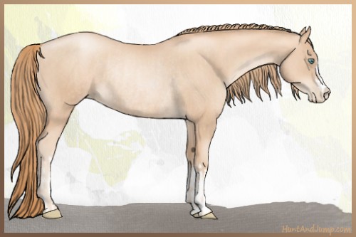 Horse Color:Gold Champagne Pearl Rabicano  and Gold Champagne Pearl Rabicano 