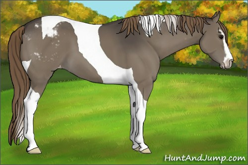 Horse Color:Smoky Grullo Sabino Tobiano Appaloosa 