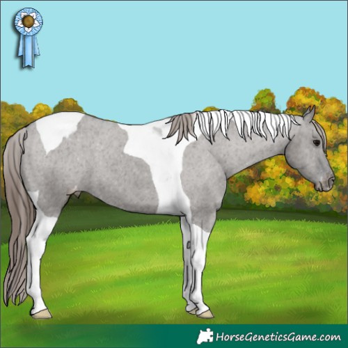 Horse Color:Grullo Tobiano Varnish 