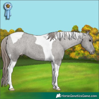 Horse Color:Grullo Tobiano Varnish