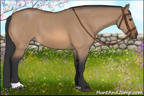 Horse Color:Bay Roan Dun 