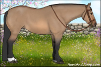 Horse Color:Bay Roan Dun