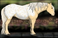 Horse Color:Palomino Appaloosa 