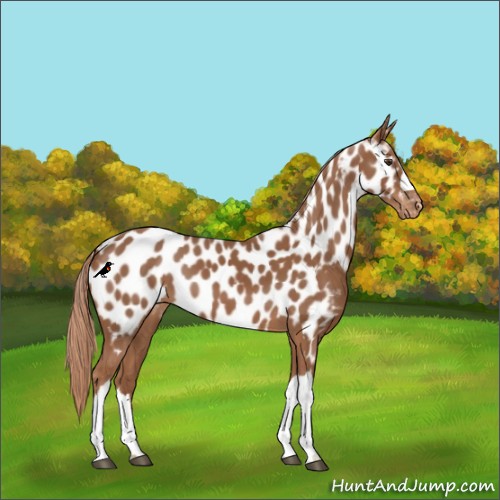 Horse Color:Chestnut Appaloosa 
