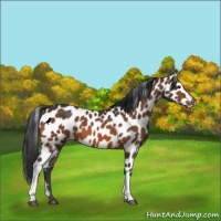 Horse Color:Bay Leopard 