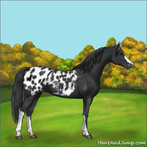 Horse Color:Black Appaloosa