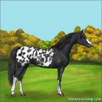 Horse Color:Black Appaloosa 