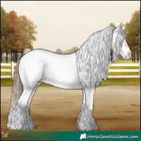 Horse Color:Grullo Appaloosa 