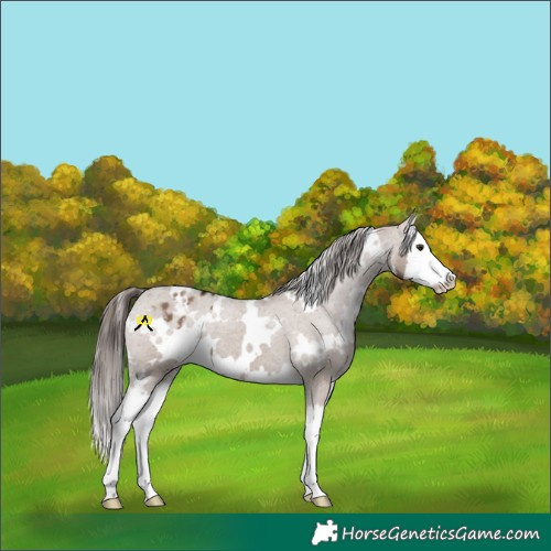Horse Color:White Spotted Liver Red Dun Splash Varnish