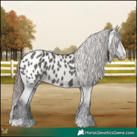Horse Color:Grullo Appaloosa 
