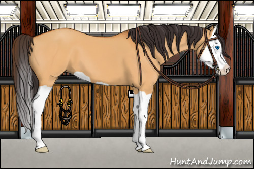 Horse Color:Buckskin Dun Splash 