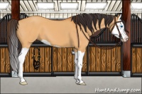 Horse Color:Buckskin Dun Splash 