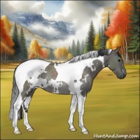 Horse Color:White Spotted Grullo Tobiano Rabicano 