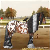 Horse Color:White Spotted Bay Appaloosa 
