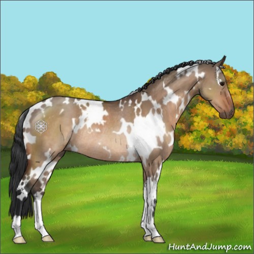 Horse Color:White Spotted Bay Dun Rabicano