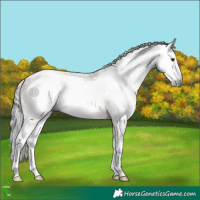 Horse Color:Gray White Spotted Bay Dun Splash Rabicano 