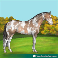 Horse Color:White Spotted Brown Dun Sabino Splash Rabicano 
