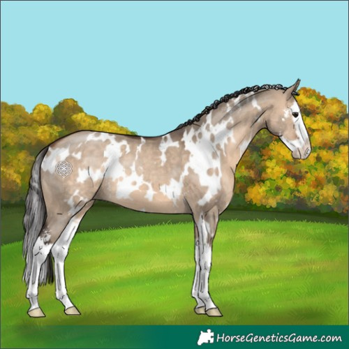 Horse Color:White Spotted Brown Dun Sabino Splash