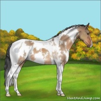 Horse Color:White Spotted Bay Dun Tobiano 