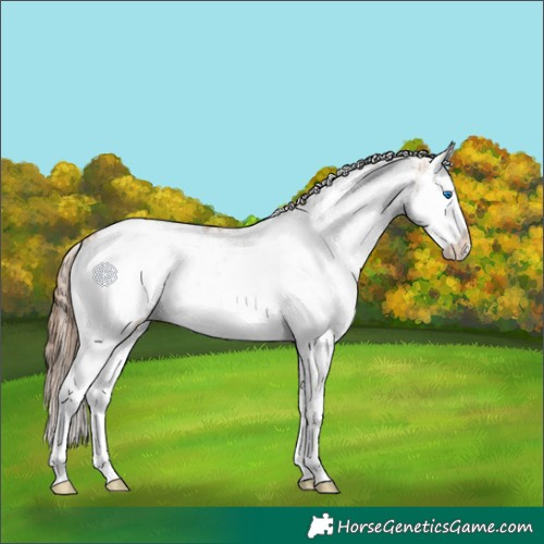 Horse Color:Grullo Pearl Sabino Splash Rabicano 