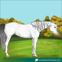 Horse Color:Platinum White Spotted Bay Dun Splash 