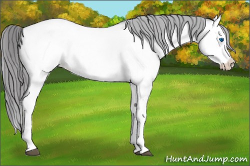 Horse Color:Platinum Buckskin Roan Dun Splash Appaloosa Rabicano 