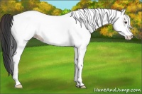 Horse Color:Platinum White Spotted Bay Dun 