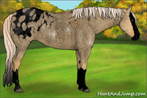 Horse Color:Void Palomino Roan Dun Splash Appaloosa 