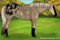 Horse Color:Void Palomino Roan Dun Splash Appaloosa 