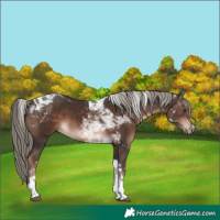 Horse Color:Liver Chestnut Mushroom Tobiano 