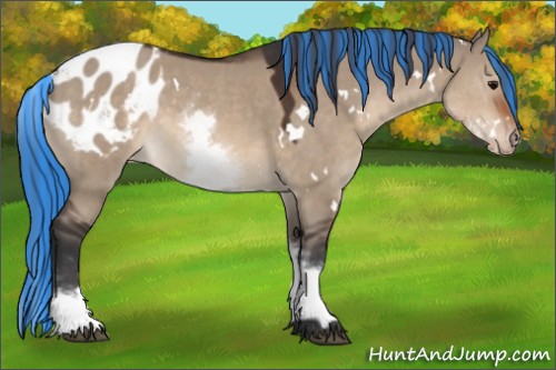 Horse Color:Painted White Spotted Brown Dun Appaloosa Rabicano 