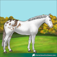 Horse Color:Brown Dun Appaloosa Rabicano 