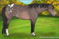 Horse Color:Platinum Brown Sabino Appaloosa 